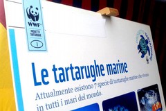 Le attività del Centro di Recupero WWF Molfetta in una mostra su Fregata Maestrale