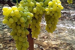 "Autumn, dall'uva al vino". Un progetto organizzato dall'IC Manzoni-Poli