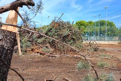 Alberi rimossi da viale Gramsci: si mobilita il "Comitato Difesa del verde e Territorio"