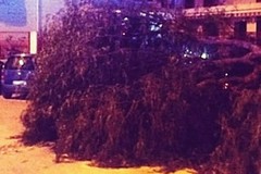 Ancora danni per il vento a Molfetta, cede un albero in Via Ungaretti