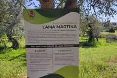 Merenda nell’Oliveta: Molfetta alla scoperta del Parco naturale di Lama Martina