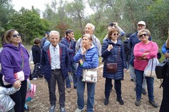 Alla scoperta degli olivi di Lama Martina: una camminata nel verde