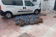 400 chili di ostriche sequestrate a Molfetta. Avariate, ma pronte alla vendita