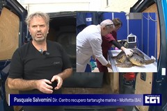 Il Centro recupero tartarughe di Molfetta su Rai Uno