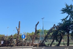 Comitato "Difesa verde e territorio", altre 500 firme contro l'abbattimento di alberi a Molfetta