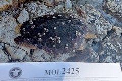 Carcassa di tartaruga rinvenuta alla Prima Cala di Molfetta
