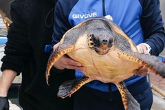 Liberate tre tartarughe marine al largo del porto di Molfetta