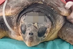 Elektra, la tartaruga che ha sfidato il Mediterraneo: curata dal WWF Molfetta