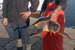 Tartarughe marine, continua l’impegno del WWF Molfetta