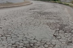 Zona industriale, tra alberi abbattuti e strade dissestate: la denuncia del WWF Molfetta