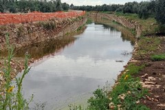 «Un fiume artificiale tra gli ulivi nella Savanella». L'allarme della LAC Puglia