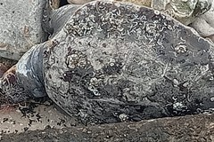 Tartaruga marina spiaggiata sul lungomare di Molfetta