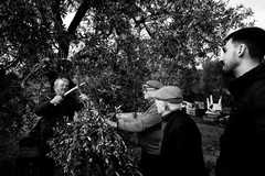 "Il taglio della frasca": un reportage fotografico sulla tradizione quaresimale molfettese