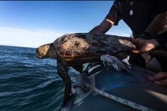 A Roma una mostra internazionale del WWF: uno scatto arriva da Molfetta
