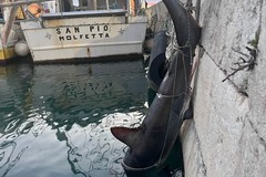 Squalo volpe da circa 200 chilogrammi trovato morto a Molfetta: la carcassa recuperata nel porto