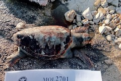 Tre tartarughe Caretta caretta trovate senza vita a Molfetta