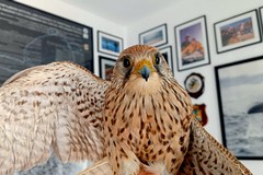 Il WWF Molfetta in prima linea per salvare l’avifauna