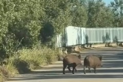 Cinghiali nelle aree rurali e periurbane: il vademecum del Comune di Molfetta