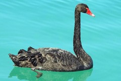 Dal porto di Bari a Molfetta: il viaggio del cigno nero lungo la costa pugliese
