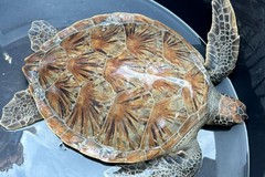 World Sea Turtle Day, il WWF Molfetta racconta le iniziative per la tutela delle tartarughe