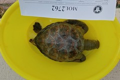 Rarissima tartaruga verde trovata morta tra Molfetta e Bisceglie