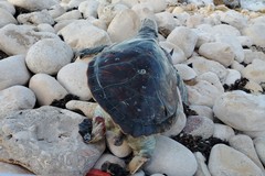 Giovane tartaruga verde trovata morta sul lungomare di Molfetta