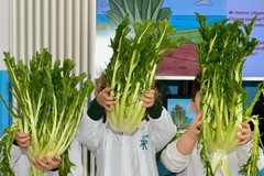 La Cicoria Puntarelle Molfettese arriva a scuola