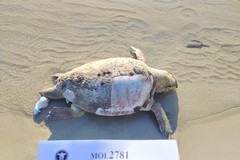 Aumentano i ritrovamenti di tartarughe marine morte a Molfetta: l'ultimo esemplare spiaggiato a Cala Sant’Andrea