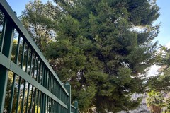 Al playground Francesco Valente saranno sostituiti sette pini a rischio caduta