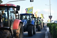 L’opposizione civica al fianco degli olivicoltori: «Il loro lavoro va difeso, il loro reddito tutelato»
