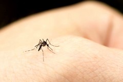 Rimedi naturali  contro le punture di zanzara
