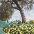 Furti nell'agro di Molfetta, i controlli saranno intensificati