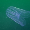 Sembrano meduse ma sono ctenofori, creature innocue per l'uomo che nuotano a Molfetta