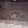 Strade dissestate a Molfetta: segnalazione di un cittadino per le gravi buche in Via Pia