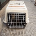 Quattro gattine abbandonate in un trasportino nella zona industriale di Molfetta