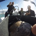 100 euro ai pescatori che salvano le tartarughe, i centri di recupero scrivono al Ministero
