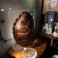 Carapace di tartaruga in un negozio: scatta il sequestro