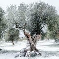 Gelate 2018, erogato il contributo a 170 imprenditori agricoli di Molfetta