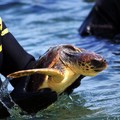 Stamattina il rilascio delle tartarughe caretta caretta alla Prima Cala