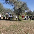 Grande partecipazione all'evento  "Camminata tra gli Ulivi " a Molfetta