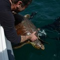 GenerAzioneMare: Natalina, la tartaruga caretta caretta torna in libertà