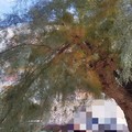 Alberi potenzialmente pericolosi in due zone della città: la segnalazione