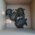 Scoperti 4 esemplari di tartaruga. Erano detenuti illegalmente