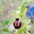 Avviato un censimento delle orchidee nel parco di Lama Martina