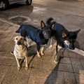 Ordinanza del Comune di Molfetta contro i cani randagi, la Lega del Cane si oppone