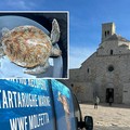 Stamattina la liberazione di sei tartarughe nel mare di Molfetta - LE FOTO