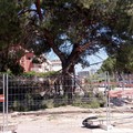 Nuove polemiche sui pini di via Don Minzoni: l'abbattimento degli alberi adulti solleva indignazione