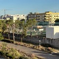 Il Comitato  "Difesa verde e territorio " preoccupato: «Ancora pini tagliati a Molfetta»