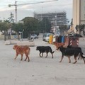 Molfetta, gatto di colonia sbranato da un branco di cani: l’appello dell’associazione  "Stregatto "