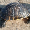 Tartaruga d'acqua dolce in mare: salvata dai volontari del WWF